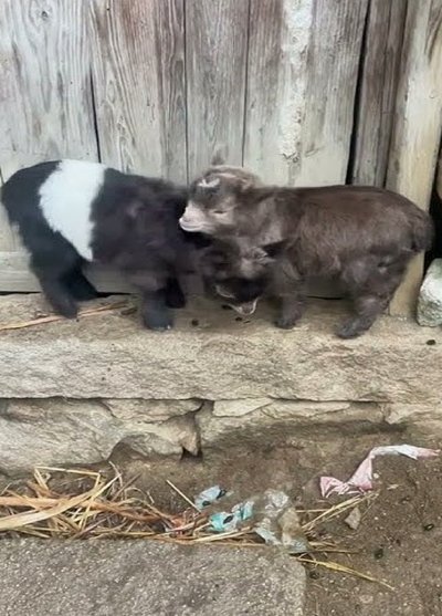 羊小咩：田园风尚的来袭