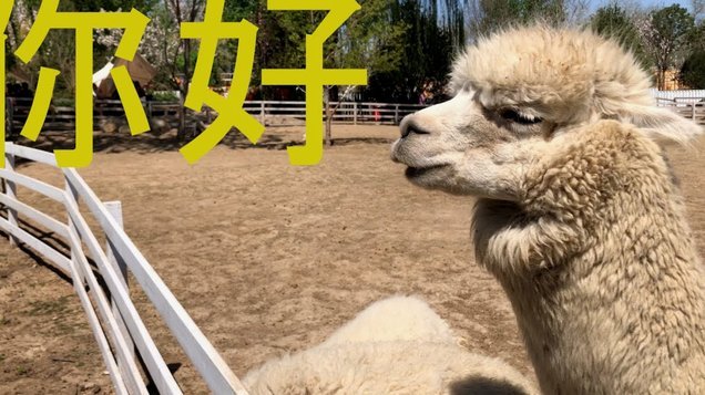 羊小咩便荔卡包额度如何提现