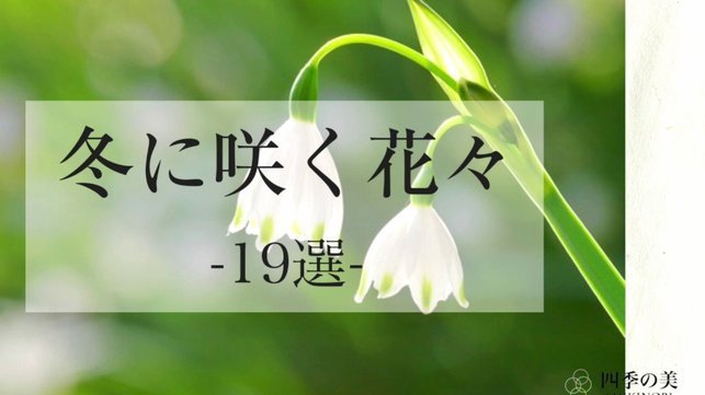花呗弄出来