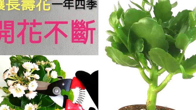 怎样套花呗里面的钱
