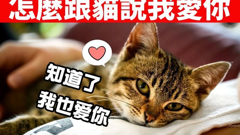 花呗天猫秒套 怎么关闭