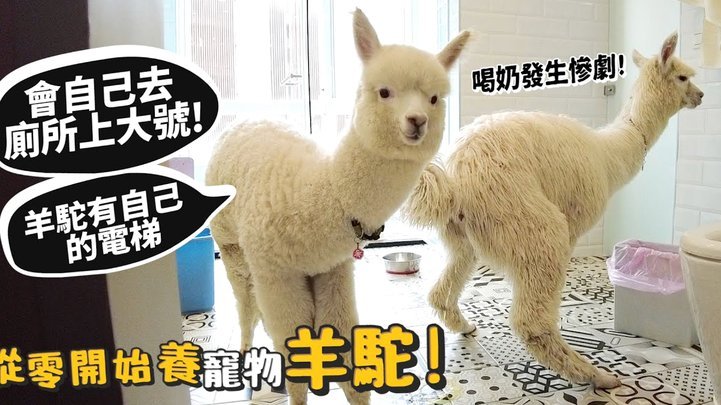 羊小咩便荔卡如何提现步骤指南