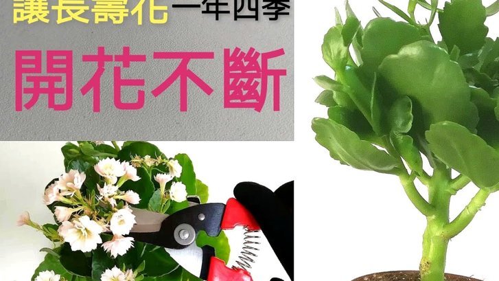 花呗提现攻略全解析