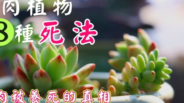 去哪拿去花怎么用