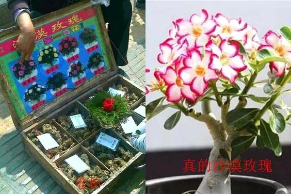 拿去花套现是真的吗