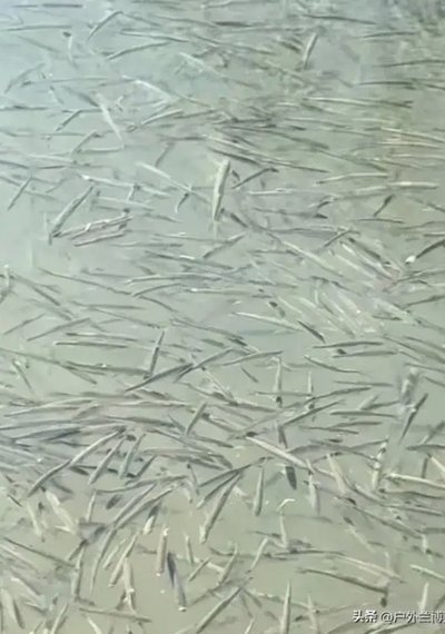 白条现象是什么情况